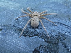 Heteropoda renibulbis