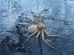 Heteropoda renibulbis