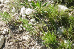 Marshallia caespitosa