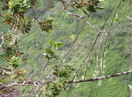 Melicope rotundifolia observed 2023-12-16