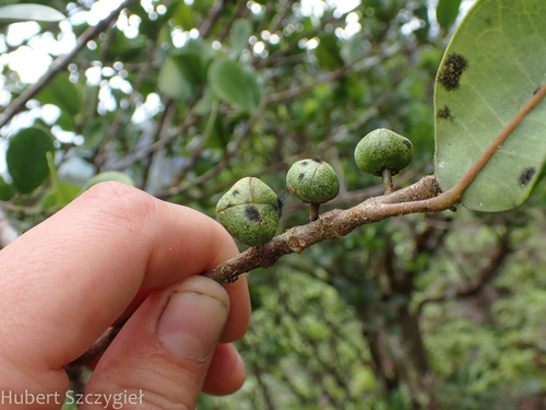 Melicope oahuensis