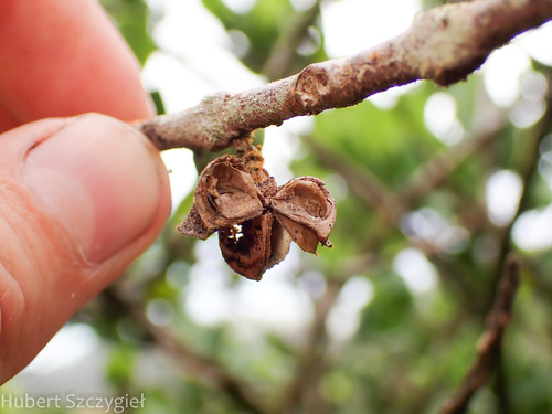Melicope oahuensis