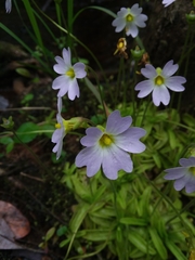 Pinguicula primuliflora