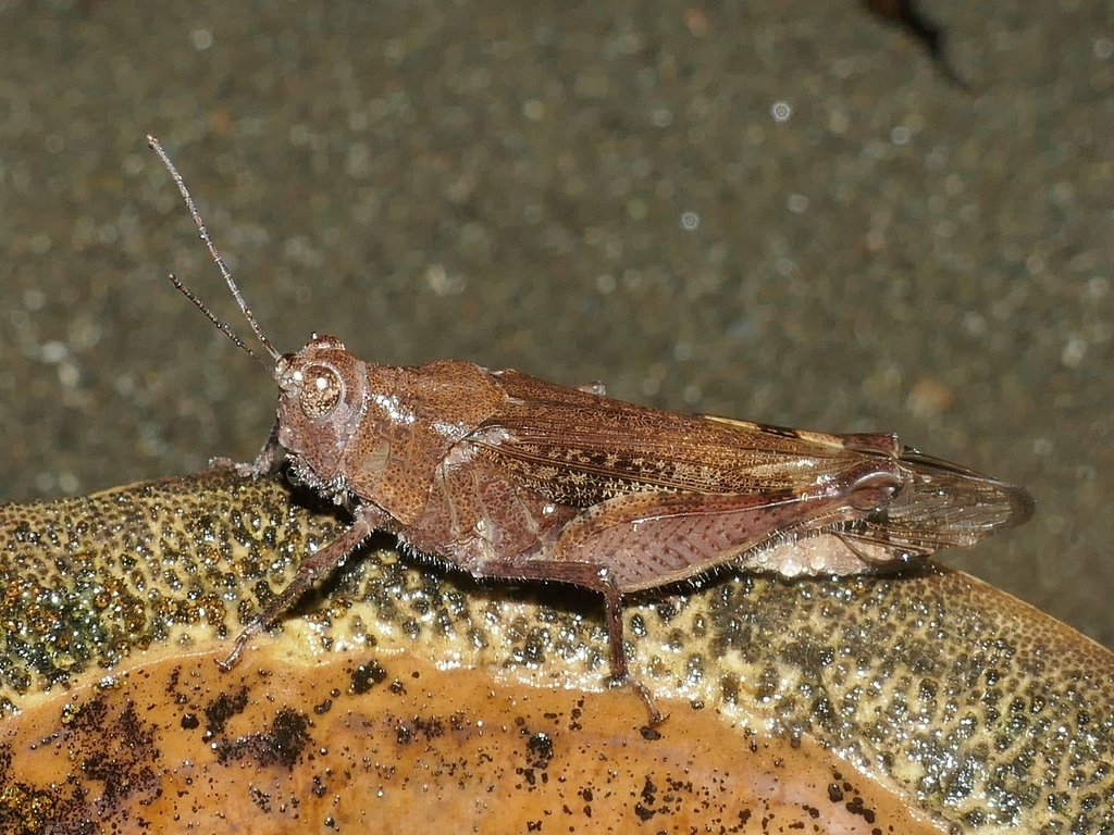 Pauliniinae
