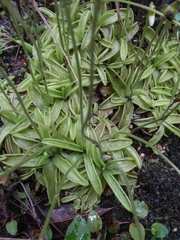 Pinguicula primuliflora