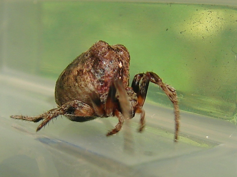 Ocrepeira ectypa from Prince's Bay, Staten Island, NY, USA on July 4
