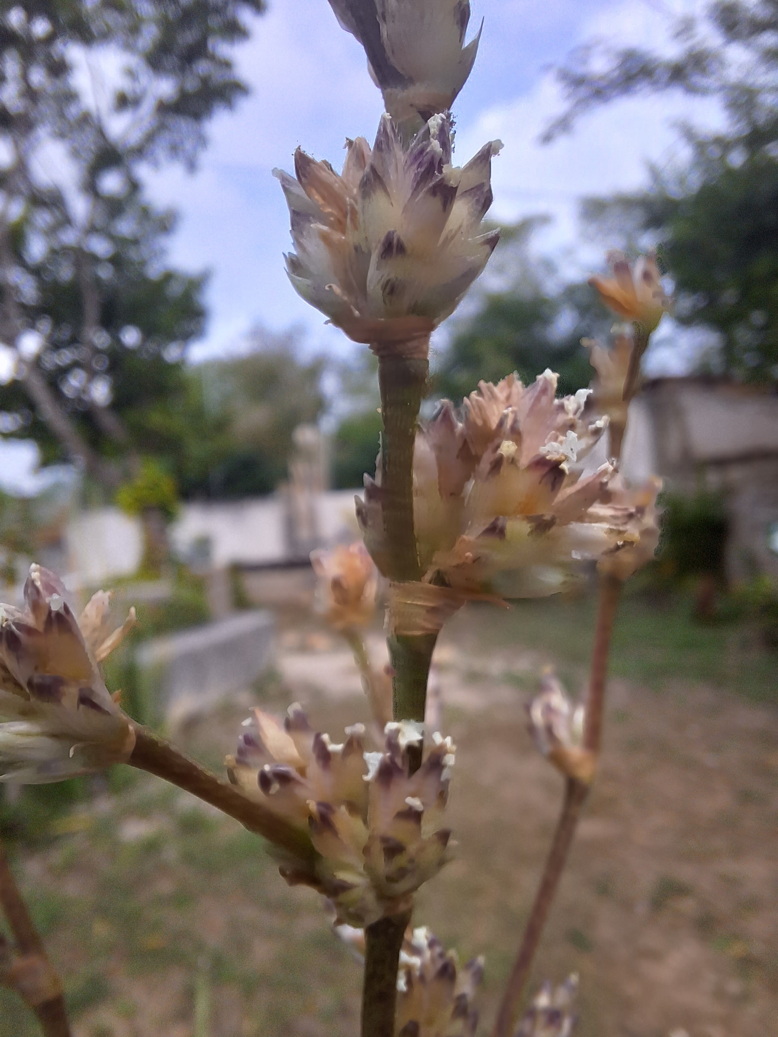 Imagem de Planta de cesta