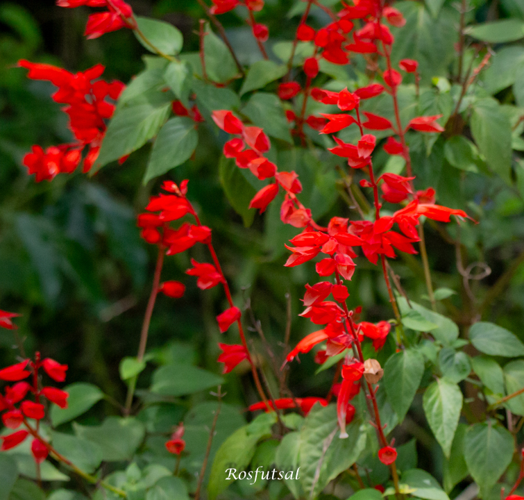 Imagem de Salvia vermelha