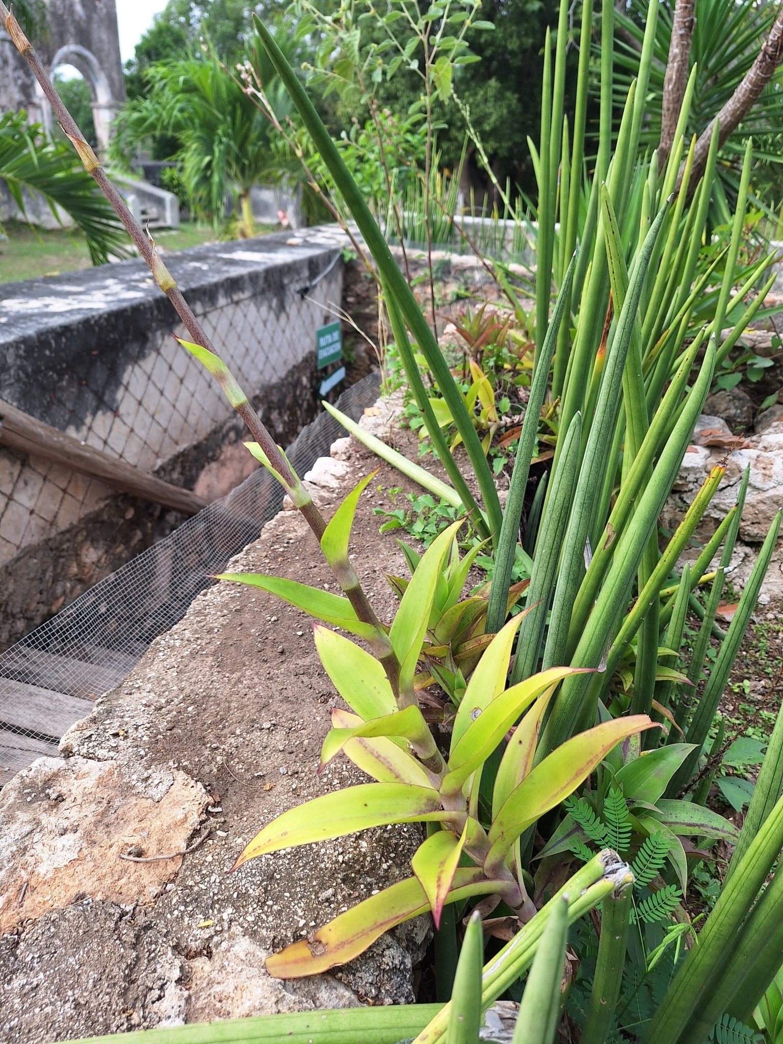 Imagem de Planta de cesta