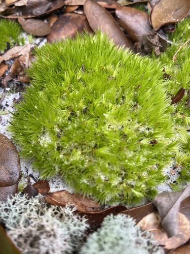 Condensed Dicranum Moss (Dicranum condensatum)