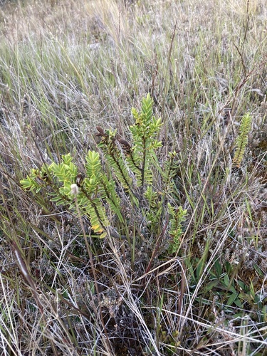 Veronica odora