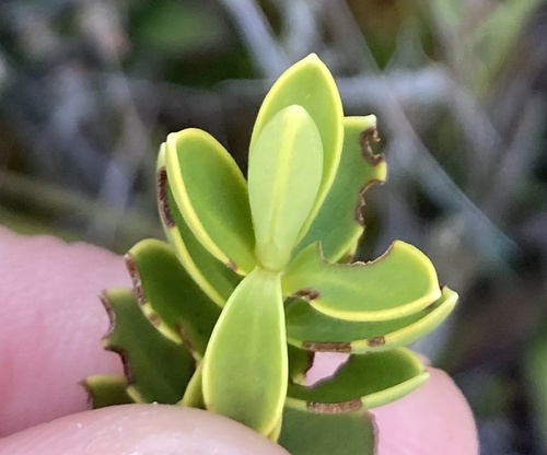 Veronica odora