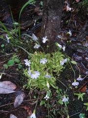 Pinguicula primuliflora