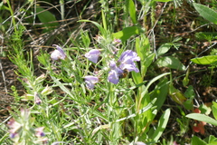 Salvia engelmannii