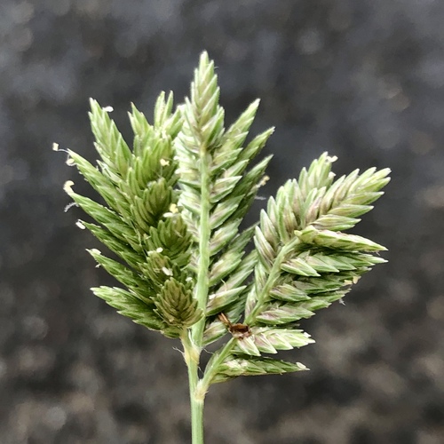 Eleusine tristachya iNat (3)