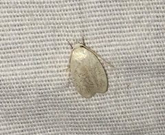 Durrantia piperatella