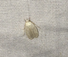 Durrantia piperatella