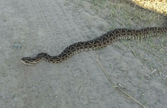 Bothrops alternatus