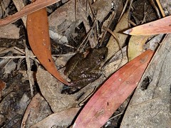 Litoria inermis