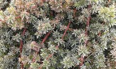 Juniperus rigida conferta