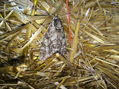 Ceratomia undulosa