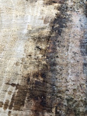 Mycocalicium subtile