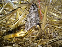 Ceratomia undulosa