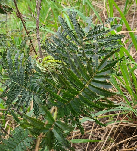 Image of Calliandra houstoniana by (c) Alberto Alcalá, some rights reserved (CC BY)