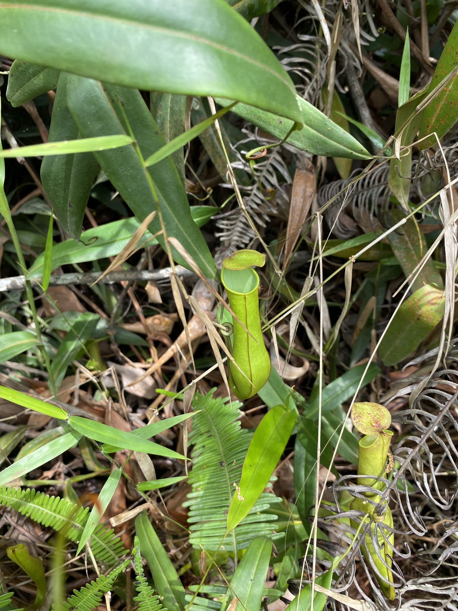 Imagem de Jarro ou planta-jarro
