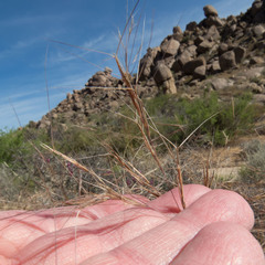 Aristida divaricata