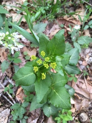 Thaspium trifoliatum