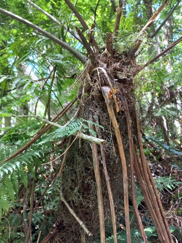 Image of Forest Tree Fern by (c) chrishorak, some rights reserved (CC BY)