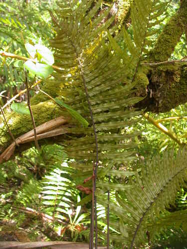 Dryopteris fatuhivensis observed 2003-02-18