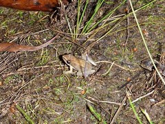 Litoria microbelos