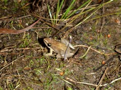 Litoria microbelos