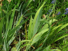 Iris × germanica