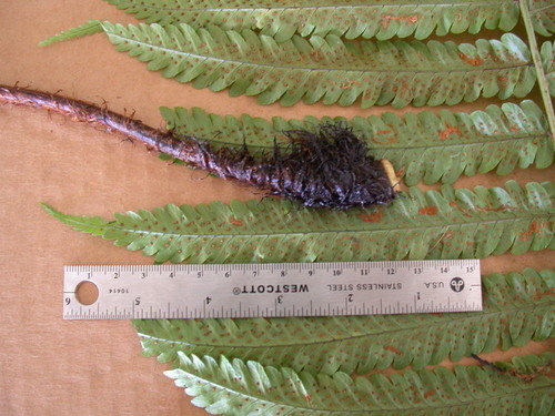 Dryopteris fatuhivensis observed 2003-07-20