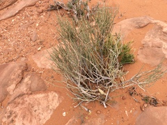 Ephedra torreyana