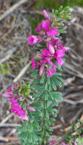 Image of Indigofera rhodantha by (c) chrishorak, some rights reserved (CC BY)