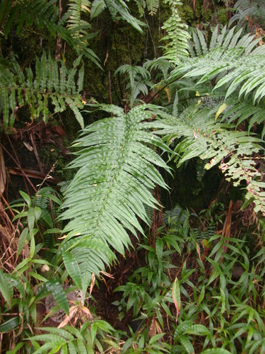 Dryopteris fatuhivensis observed 2004-06-16