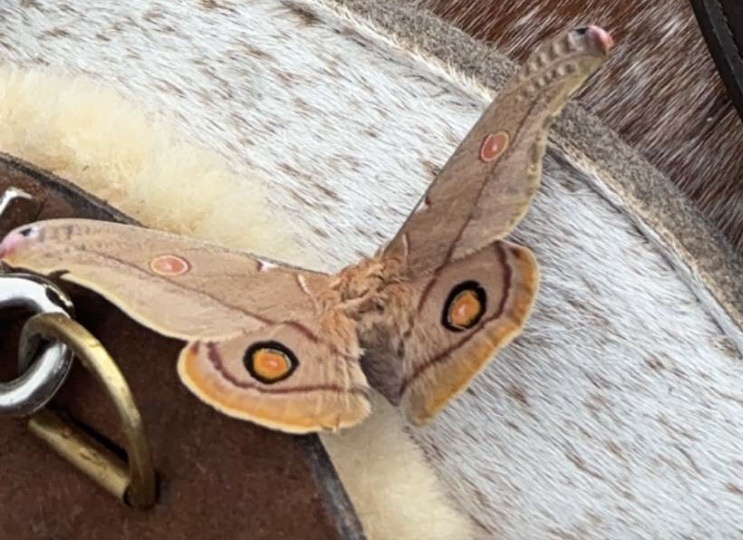 Emperor Gum Moth In January 2024 By Kerrie Jennings INaturalist   Large 