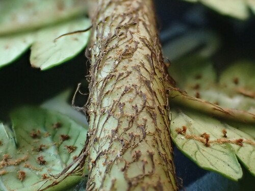 Dryopteris fatuhivensis observed 2016-06-16