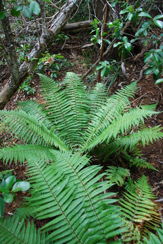 Dryopteris fuscoatra