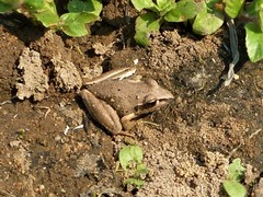 Litoria tornieri