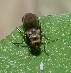 Dolichopodidae