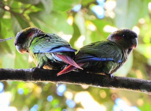 Blood-eared Parakeet (Pyrrhura hoematotis)