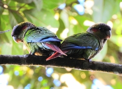 Blood-Eared Parakeet photo 5