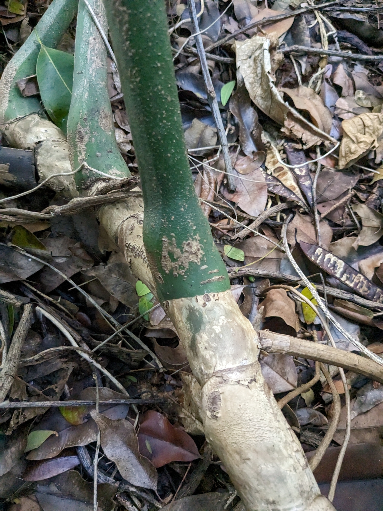 Imagem de Costela-de-adão