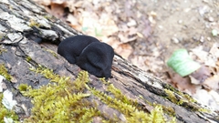 Fungi