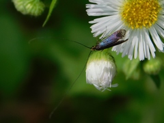Adela caeruleella